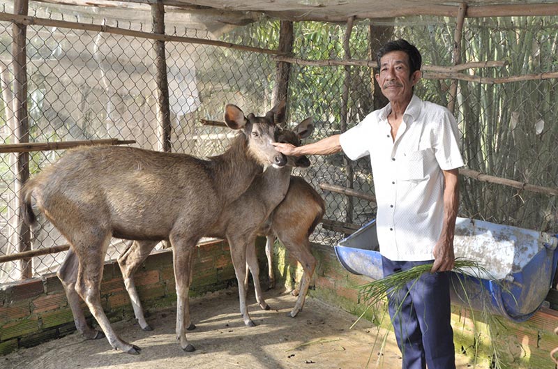 mô hình nuôi hươu