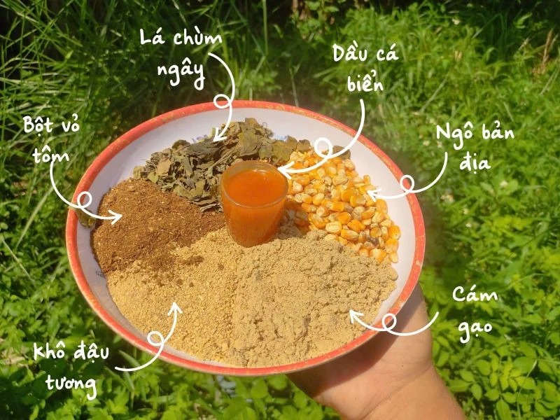 mô hình nuôi gà thảo mộc