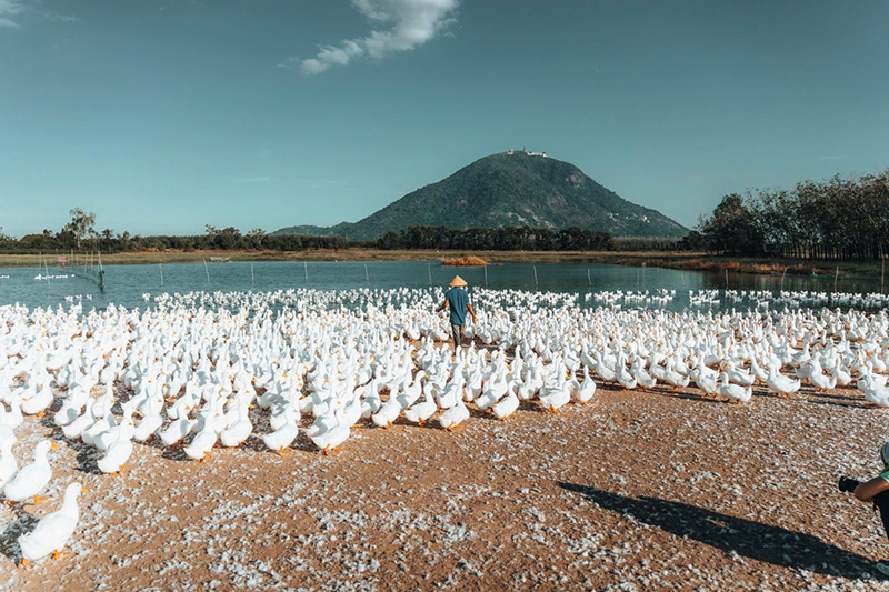 đàn vịt dưới núi bà đen