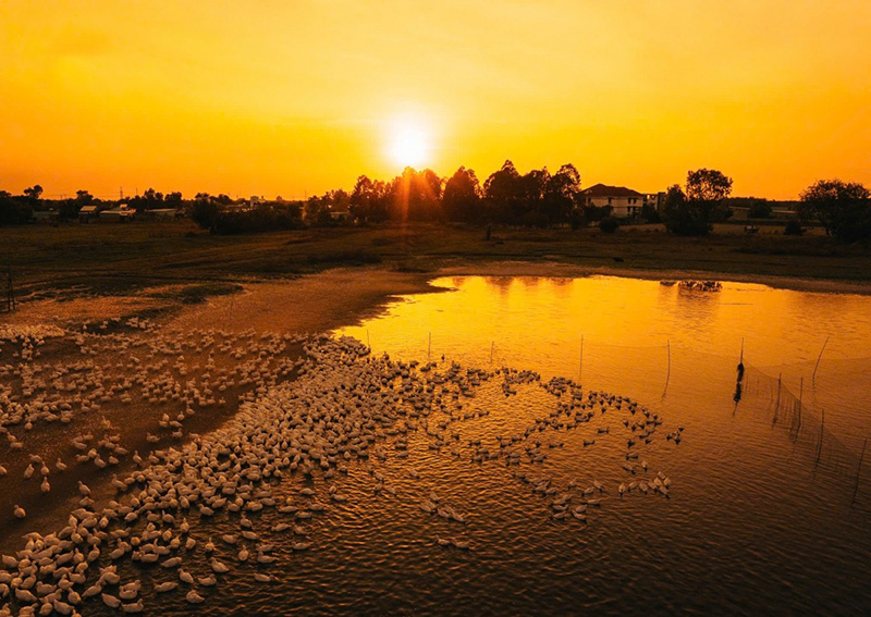 đàn vịt dưới núi bà đen