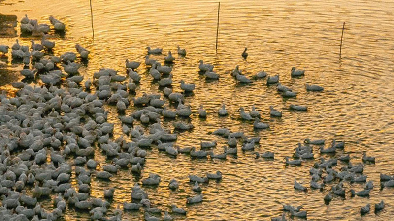 đàn vịt dưới núi bà đen