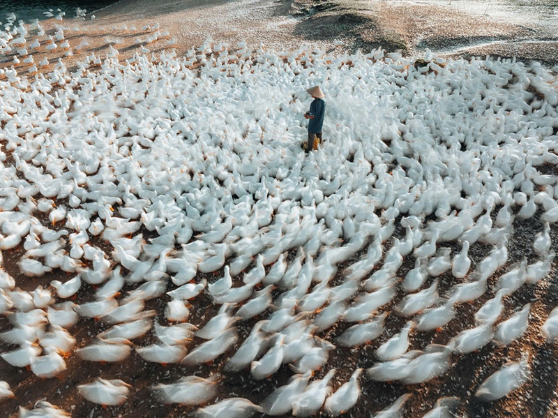 đàn vịt dưới núi bà đen