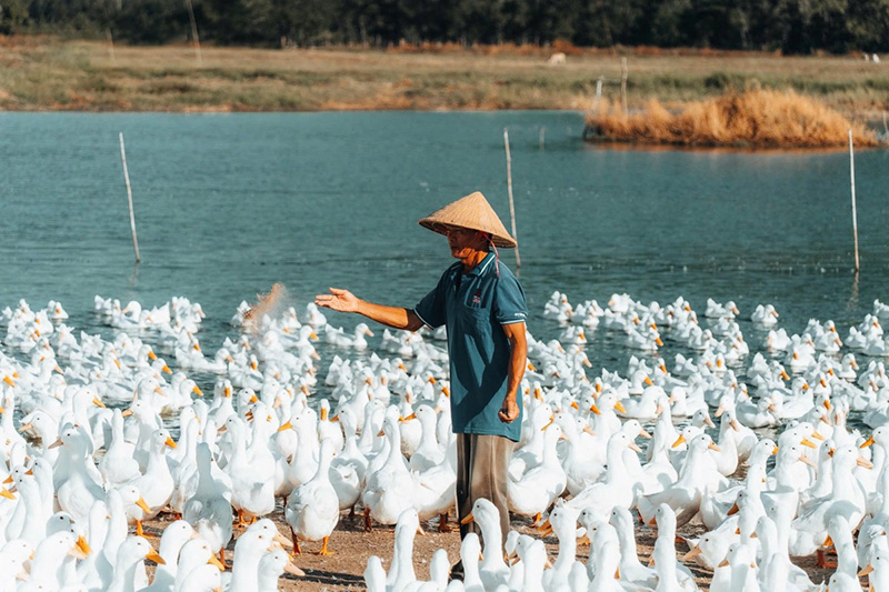 đàn vịt dưới núi bà đen