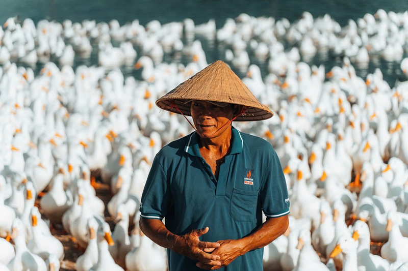 đàn vịt dưới núi bà đen