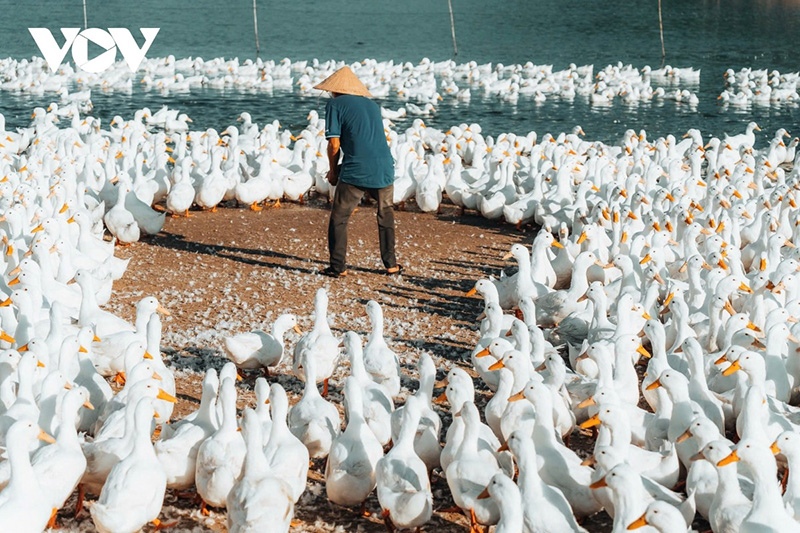 đàn vịt dưới núi bà đen