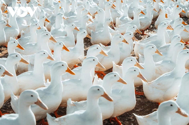 đàn vịt dưới núi bà đen