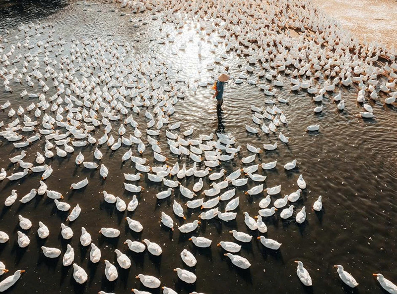 đàn vịt dưới núi bà đen