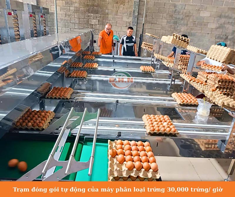 máy phân loại trứng gà BHN