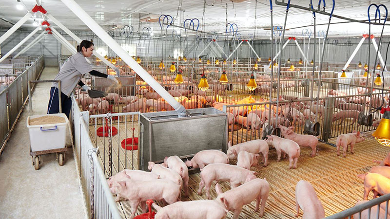 tình hình kinh doanh hòa phát