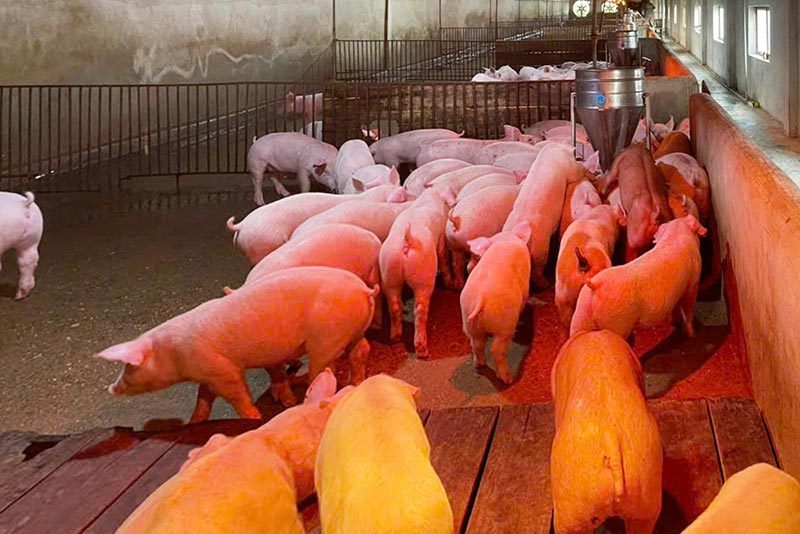 nuôi lợn an toàn
