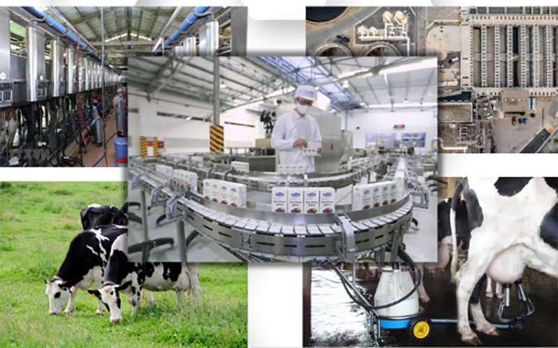 Chiến lược phát triển ngành sữa