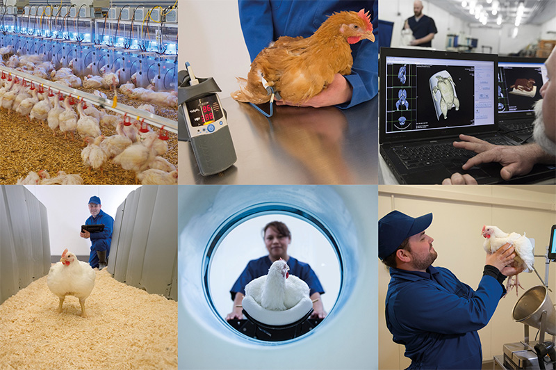 công nghệ hàng đầu trong sản xuất giống gia cầm