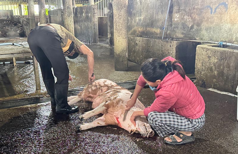 giết mổ heo quảng trị