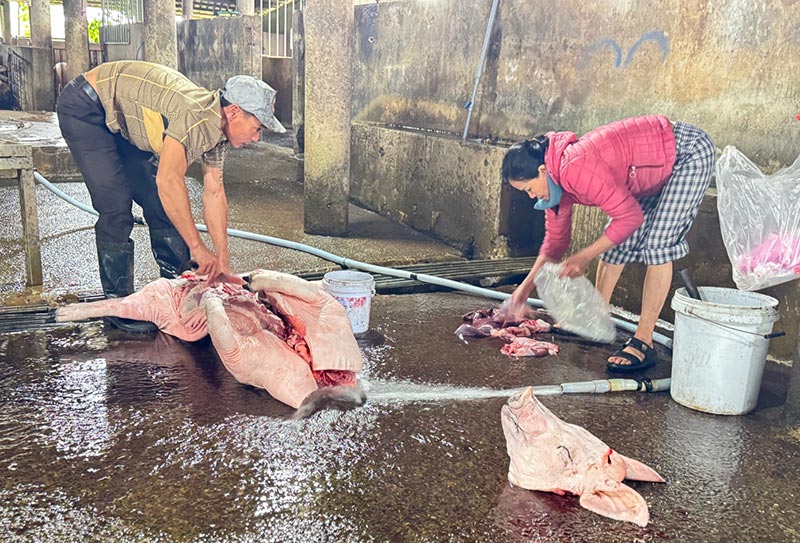 giết mổ heo quảng trị