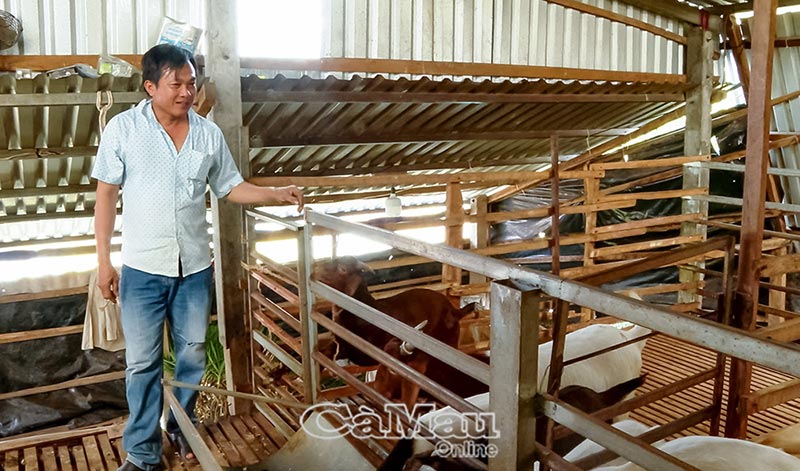 mô hình nuôi dê