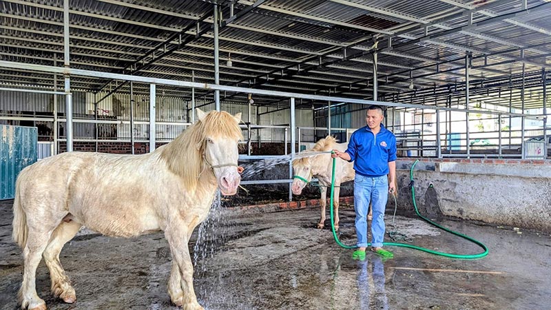 mô hình nuôi ngựa