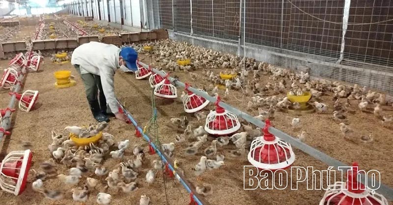 công nghệ số chăn nuôi