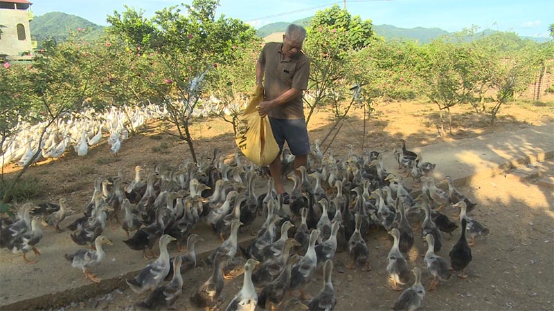 tái đàn gia cầm