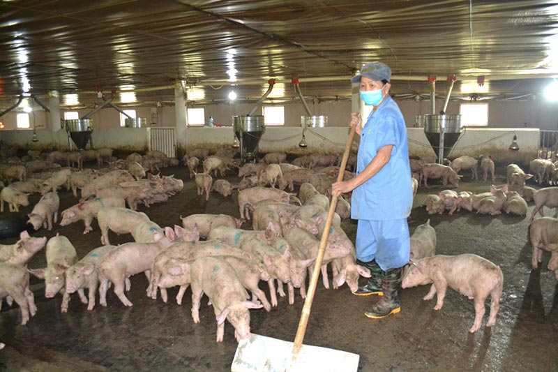 chăn nuôi bền vững