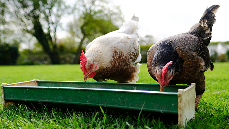 chăn nuôi nhân đạo