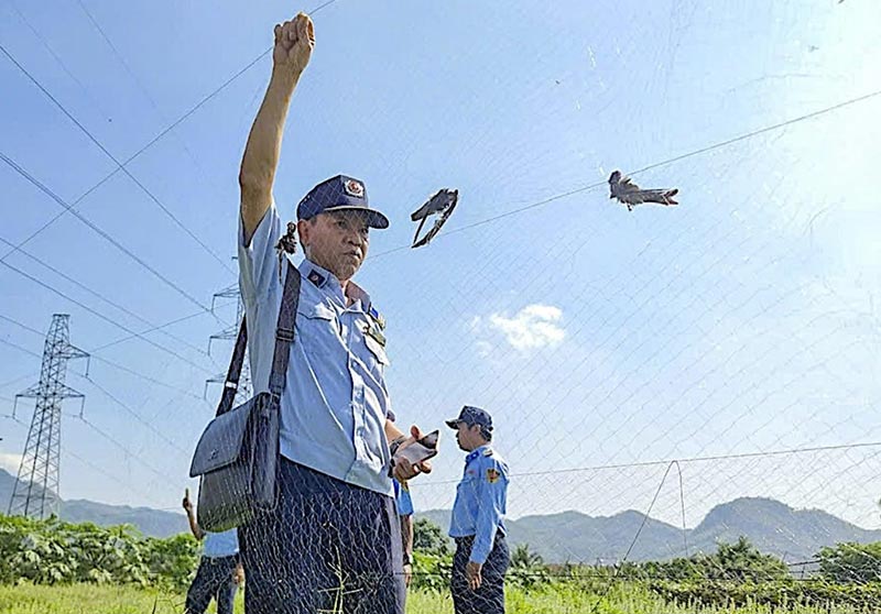 săn bắt chim yến
