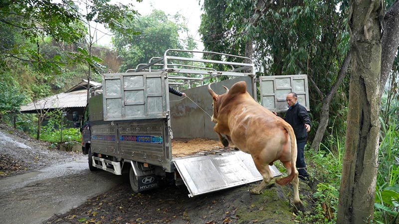 chọi bò Quảng Lâm