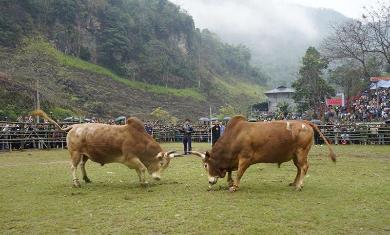 chọi bò Quảng Lâm