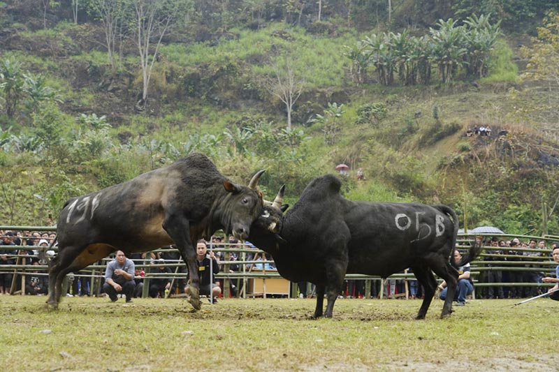chọi bò Quảng Lâm