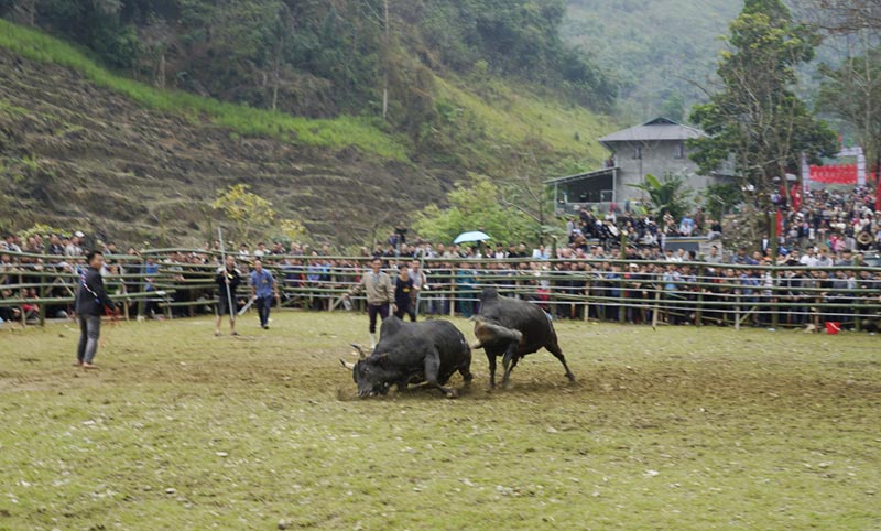 chọi bò Quảng Lâm