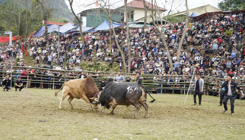 chọi bò Quảng Lâm
