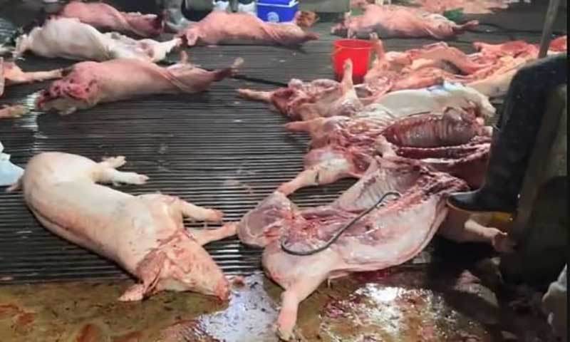 buôn bán thịt lợn bệnh