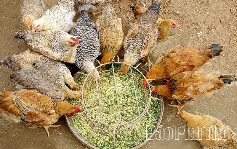 Gà nhiều cựa Tân Sơn