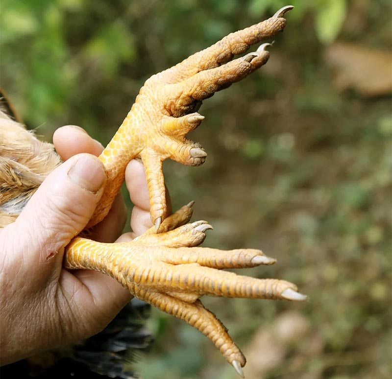 Gà nhiều cựa Tân Sơn