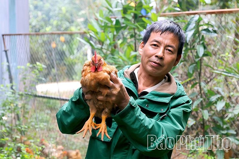 Gà nhiều cựa Tân Sơn