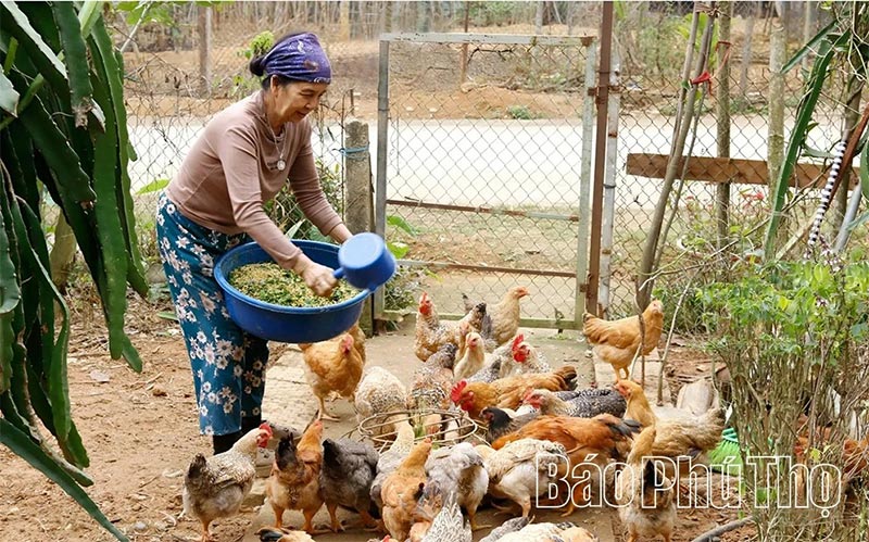 Gà nhiều cựa Tân Sơn