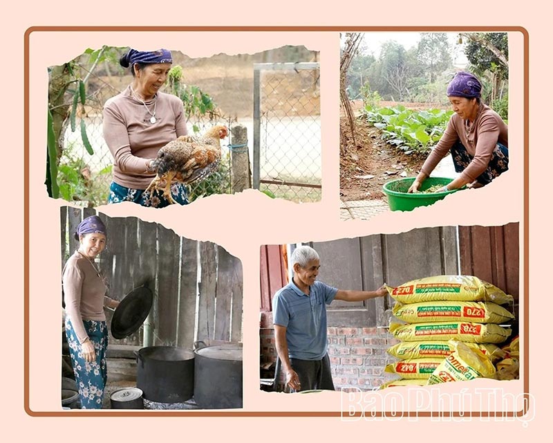 Gà nhiều cựa Tân Sơn