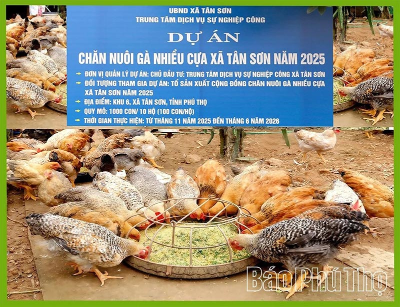 Gà nhiều cựa Tân Sơn