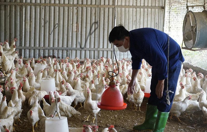 chi phí chăn nuôi