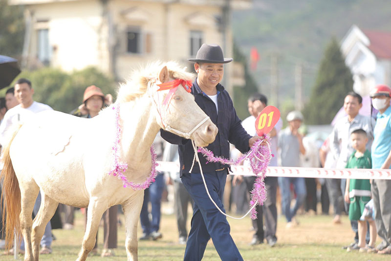 hoa hậu ngựa