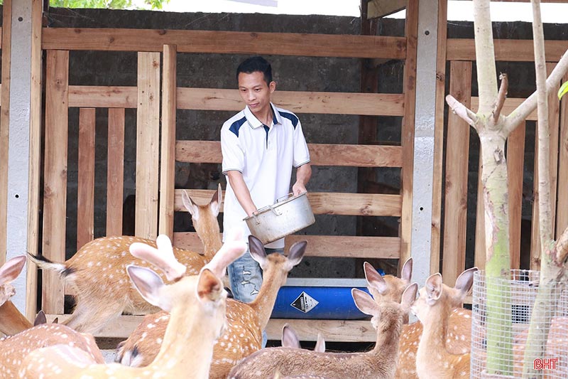 mùa hái lộc nhung