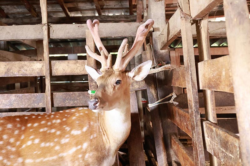 mùa hái lộc nhung