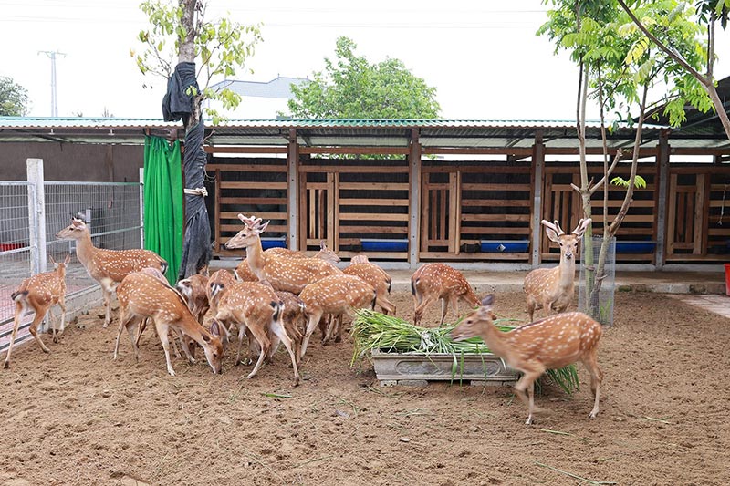 mùa hái lộc nhung