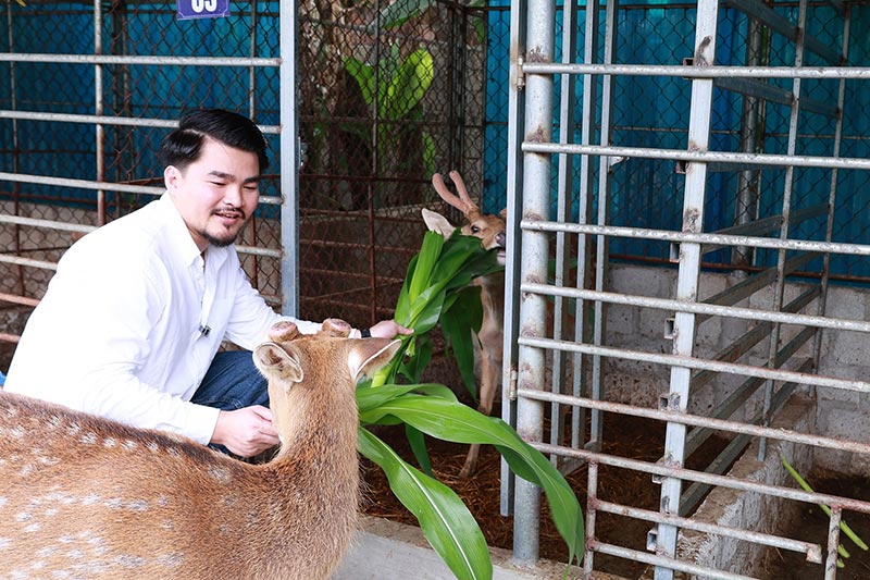 mùa hái lộc nhung