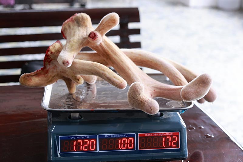 mùa hái lộc nhung