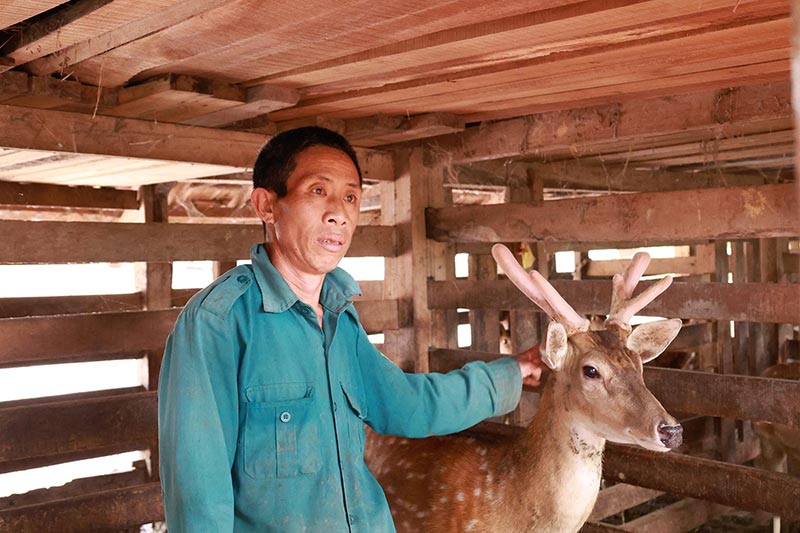 mùa hái lộc nhung