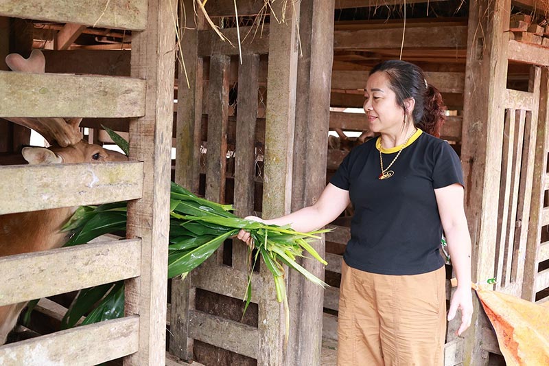 mùa hái lộc nhung