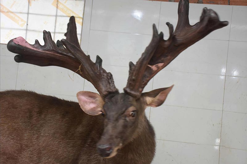 nhung nai giá 107 triệu