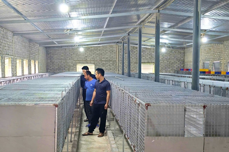 bí quyết nuôi chồn hương