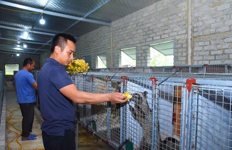 bí quyết nuôi chồn hương