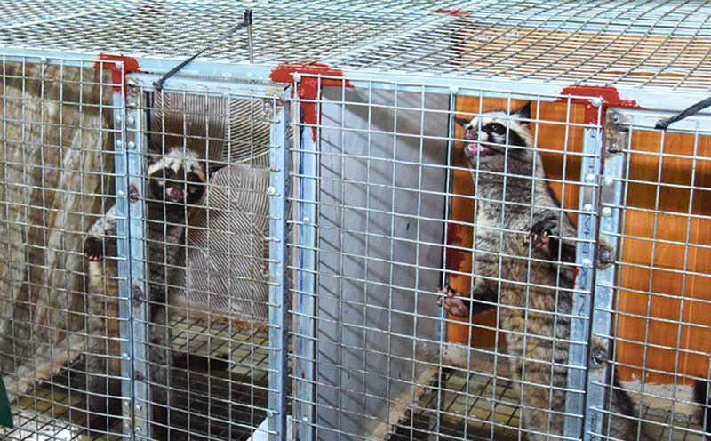 bí quyết nuôi chồn hương